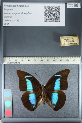 Media type: image;   Entomology 161329